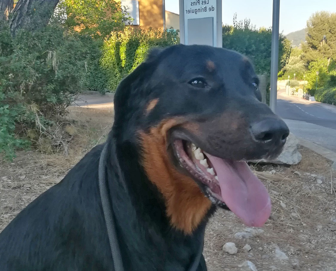  domainedelalicorne.fr photo chien beauceron photo chiot beauceron Elevage de beauceron chiot beauceron pure race élevage du clos de la licorne elevage des gardiens de la licorne elevage beauceron noir et feu authentique gros gabarits élevage de Beauceron familial sérieux et qualité domainedelalicorne.fr suivi des chiots conseil d’éducation chiot propre bas rouge santé caractère spécialiste du beauceron noir et feu ou arlequin chien rustique berger de France  nos chiots sont élevés avec amour et attention notre passion au service de la qualité Beauceron de qualité et sportif domaine de la licorne 04380 BARRAS élevage en liberté éleveur berger de beauce élevage de beauceron de travail 06 11 20 51 93 site domainedelalicorne.fr mail domainedelalicorne@gmail.com